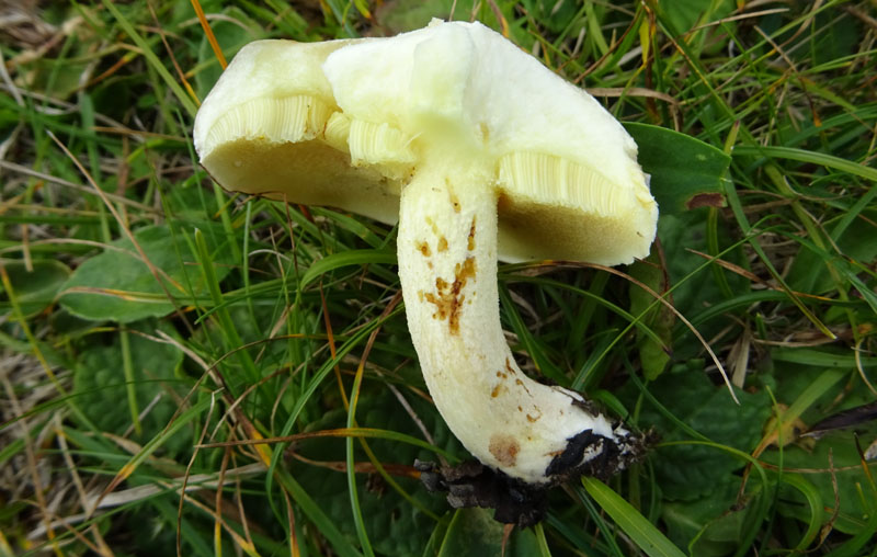 Suillus granulatus ?